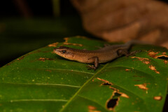 Eutropis rugifera