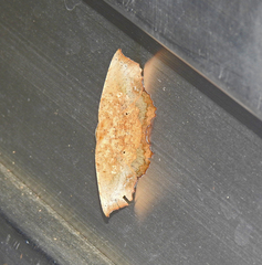 Polyacme dissimilis