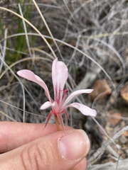 Pelargonium carneum