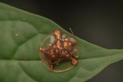 Aspidimorpha sanctaecrucis