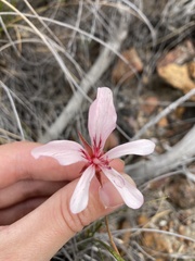 Pelargonium carneum