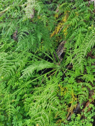 Daucus edulis image