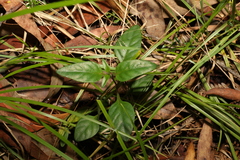 Pseuderanthemum variabile