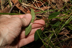 Pseuderanthemum variabile