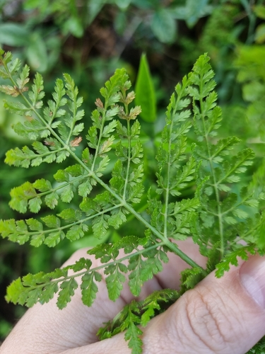 Image of Daucus edulis by (c) Vítor Jorge, some rights reserved (CC BY)