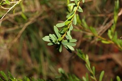 Pultenaea euchila