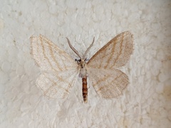 Perconia strigillaria