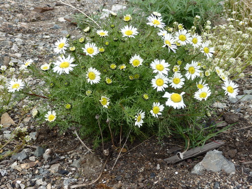 Tripleurospermum hookeri