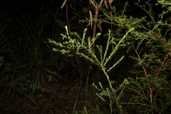Pultenaea euchila
