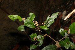 Pomaderris elliptica