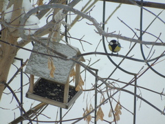 Parus major