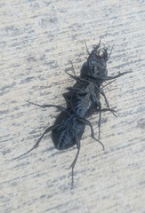 Pasimachus californicus