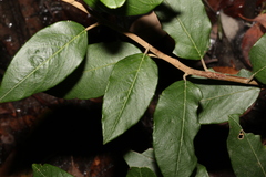 Pomaderris elliptica