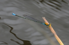 Pseudagrion aureofrons