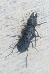 Pasimachus californicus