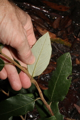 Pomaderris elliptica