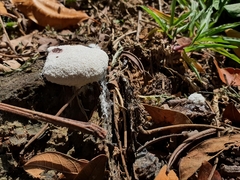 Fungi