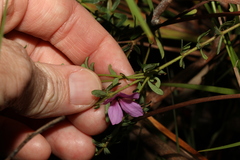 Tetratheca thymifolia