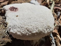 Fungi
