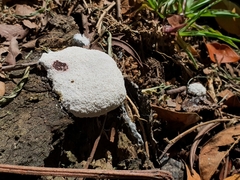 Fungi
