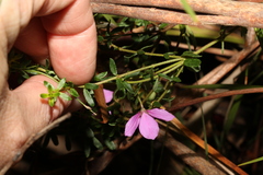 Tetratheca thymifolia