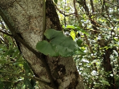 Piper borbonense