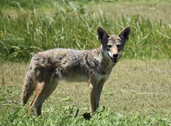 Canis latrans ochropus