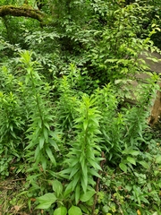 Campanula lactiflora