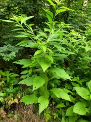 Campanula lactiflora