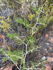 Asparagus lignosus