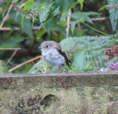 Petroica macrocephala