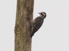 Yungipicus moluccensis