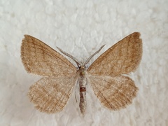 Perconia strigillaria