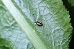 Phyllotreta armoraciae