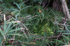 Diplopterygium glaucum