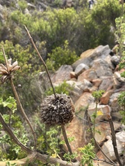 Leonotis ocymifolia