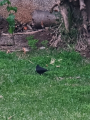 Turdus merula cabrerae