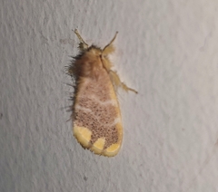Orvasca subnotata