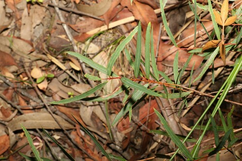 Angophora bakeri (Angophora bakeri)