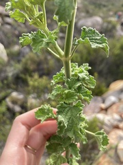 Leonotis ocymifolia