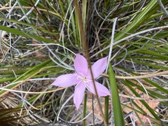 Dianthus albens