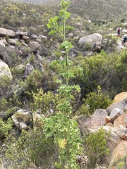 Leonotis ocymifolia