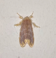 Orvasca subnotata
