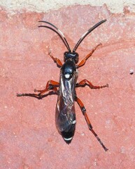 Ichneumon promissorius