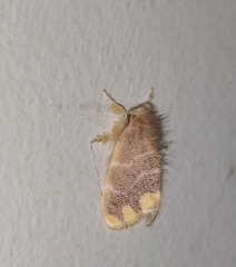 Orvasca subnotata