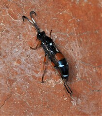 Ichneumon promissorius