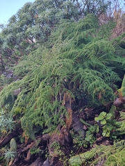 Daucus edulis image