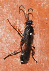 Ichneumon promissorius