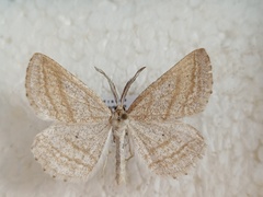 Perconia strigillaria