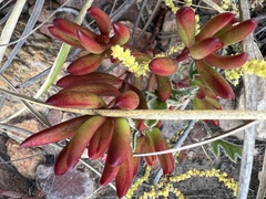 Crassula